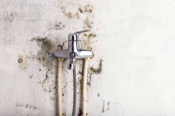 Best Mold Inspection  in Mahomet, IL