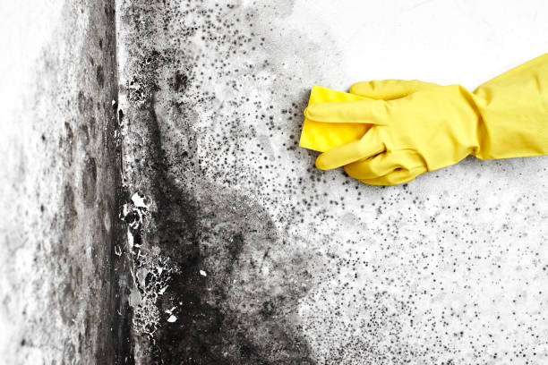 Best Toxic Mold Removal  in Mahomet, IL