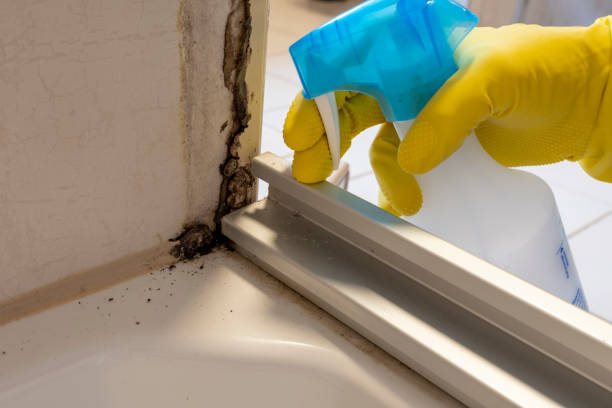 Best Mold Damage Repair  in Mahomet, IL